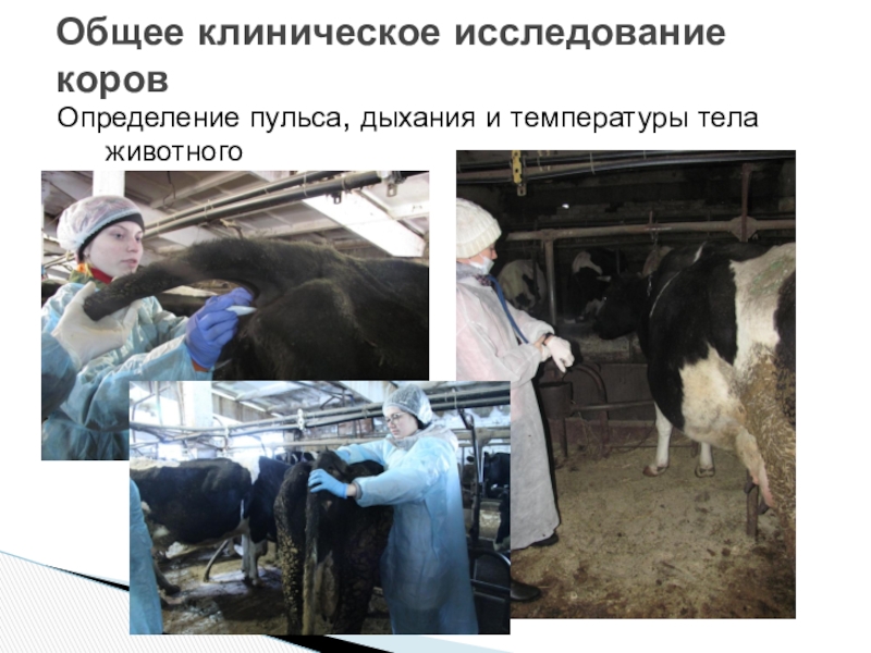 клиническое исследование коровы. клиническое исследование коровы. исследование носовой полости лошади. клиническое исследование коровы. ветеринар на ферме.