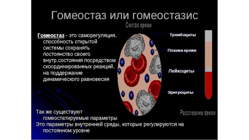 Гомеостаз биология. Саморегуляция гомеостаз. Система гомеостаза крови. Гомеостаз физиология. Гомеостаз крови физиология.