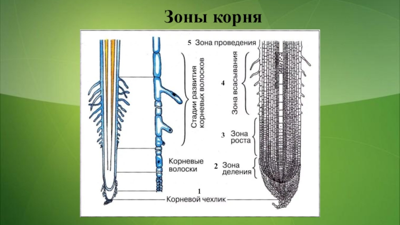 Зоны корня на рисунке