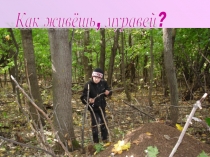 Презентация Как живёшь, муравей?