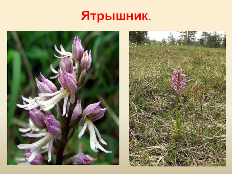 Охраняемые растения иркутской области фото