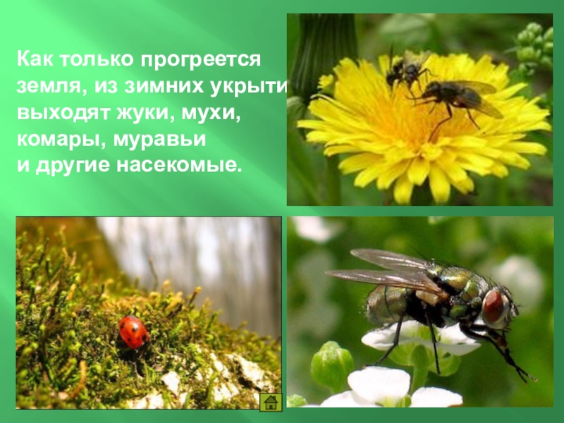 Ах лето красное любил бы. Как животные встречают весну. Любил бы лето кабы не комары да мухи Пушкин. Как животные встречают весну 2 класс окружающий мир. Почему насекомые покидают свои зимние убежища.