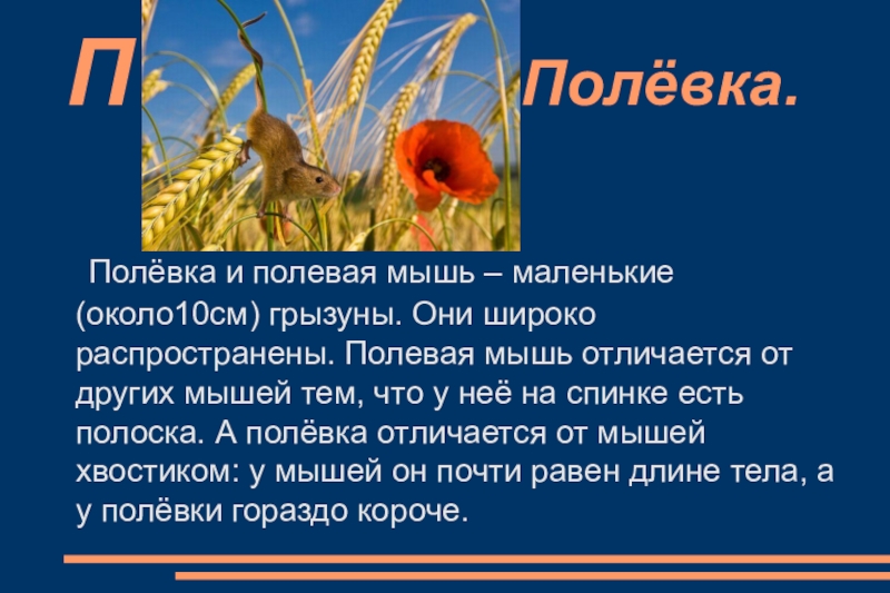 Текст о мышах. Доклад о полевой мыши. Полёвка информация 4 класс. Сообщение на тему Полевая мышь. Сообщение о полевке.