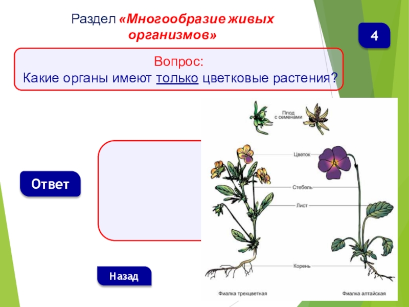 Урок биологии 5 класс организм. Многообразие живых организмов. Схема многообразие организмов. Разнообразие и классификация живых организмов. Многообразие живых организмов растения.