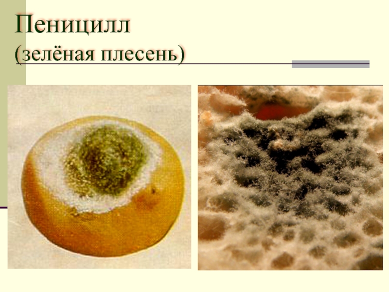 Пеницилл строение рисунок