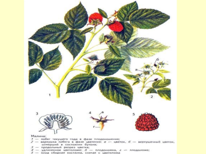 Презентация по биологии малина
