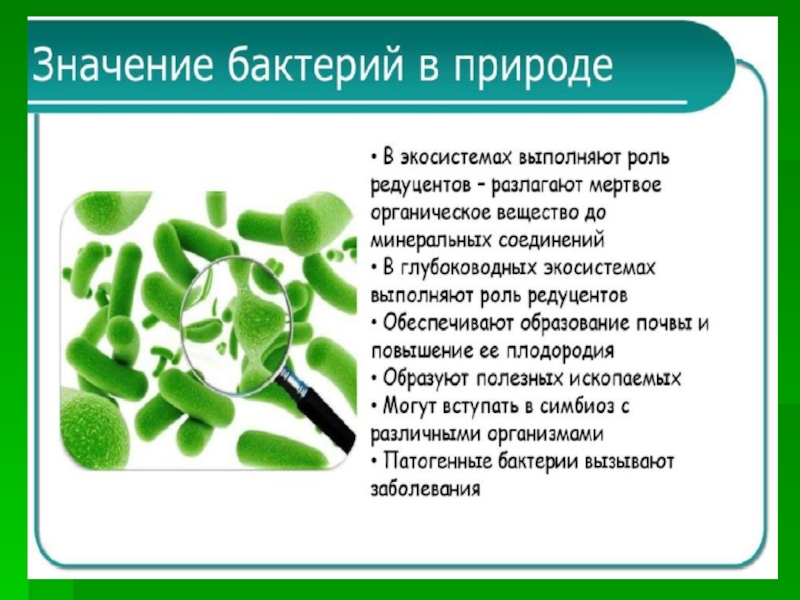 Роль микроорганизмов в природе и жизни человека презентация