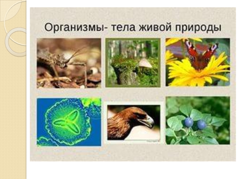 Презентация Презентация по биологии на тему: Вещества и явления в окружающем мире (5 класс)