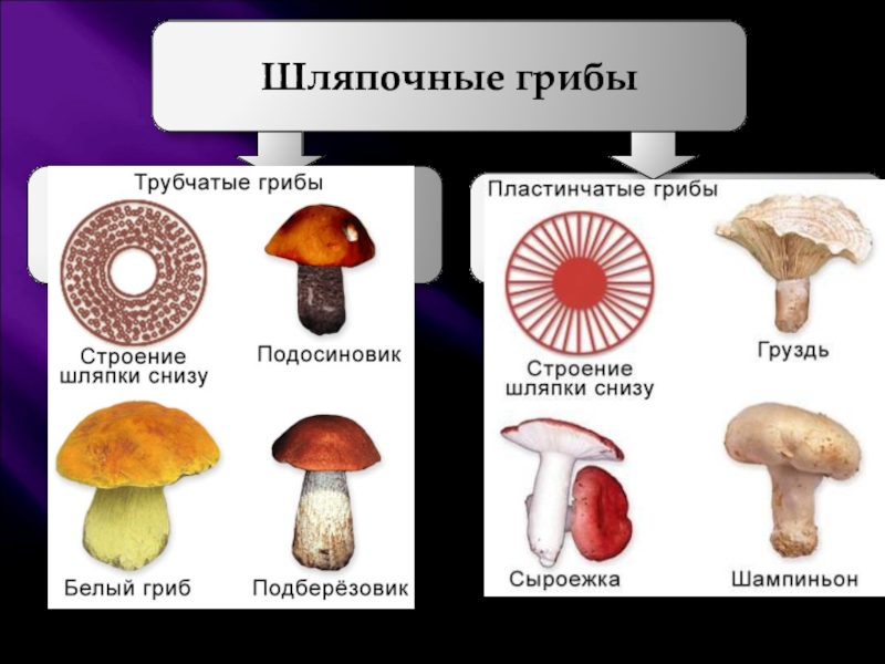 Трубчатые грибы презентация