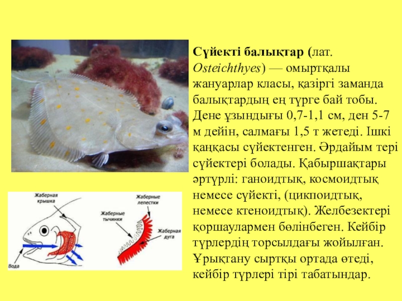 Омыртқалы жануарлар презентация