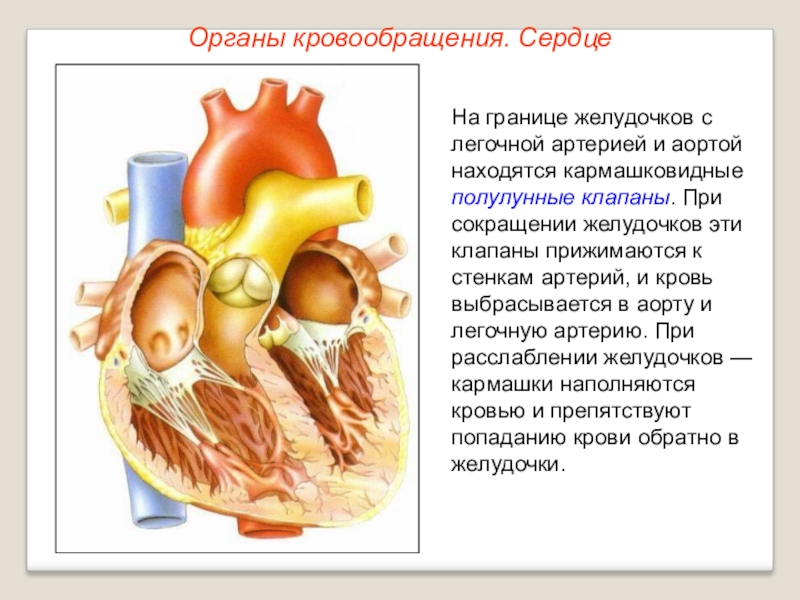 Сердце презентация 8 класс биология