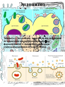 Раздаточный материал по теме: Транспорт веществ через мембрану_Эндоцитоз