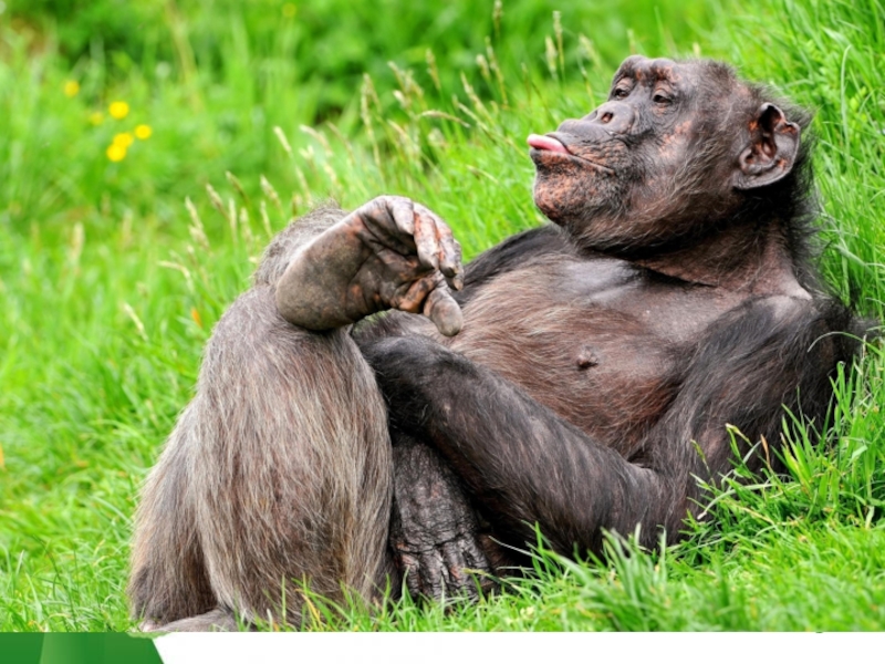 Презентация к уроку биологии Эволюция приматов