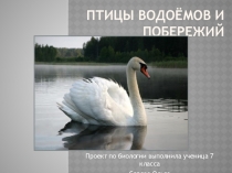 Презентация по биологии на тему Птицы водоёмов и побережий 7 класс