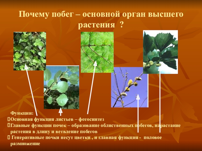 Функции побега. Основные органы растения побег. Функции побега растения. Побег это основной орган растения. Побеги по функциям.