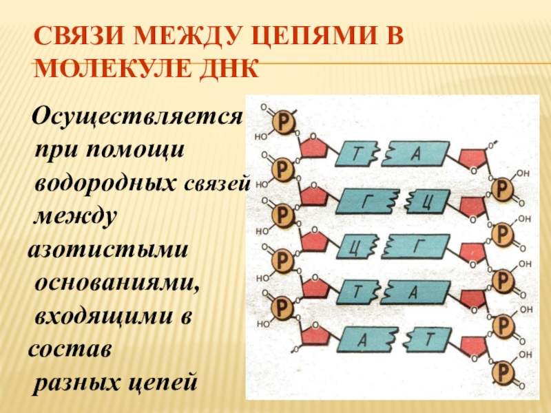 Водородные связи между цепями днк. Связи между цепями в молекуле ДНК. Образование связей между основаниями ДНК. Связи в молекуле ДНК. Связи между азотистыми основаниями в молекуле ДНК.