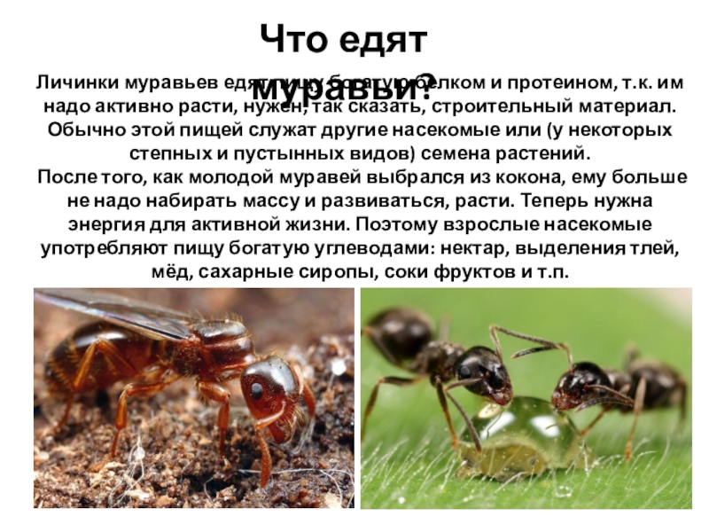 Почему умер муравей. Муравьи питаются. Чем питаются муравьи. Детский доклад про муравьев. Чем питаются муравьи 2 класс.