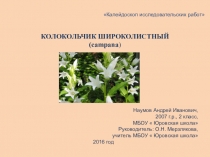 Исследовательский проект Колокольчик широколистный