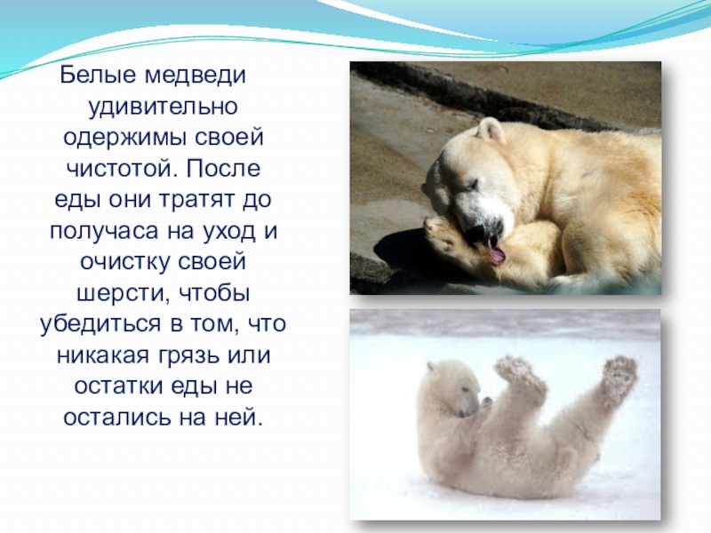 рассказ о белом медведе. доклад про белого медведя. раксза о белом медведе. белый медведь сообщение 2 класс. рассказ о белом медведе.