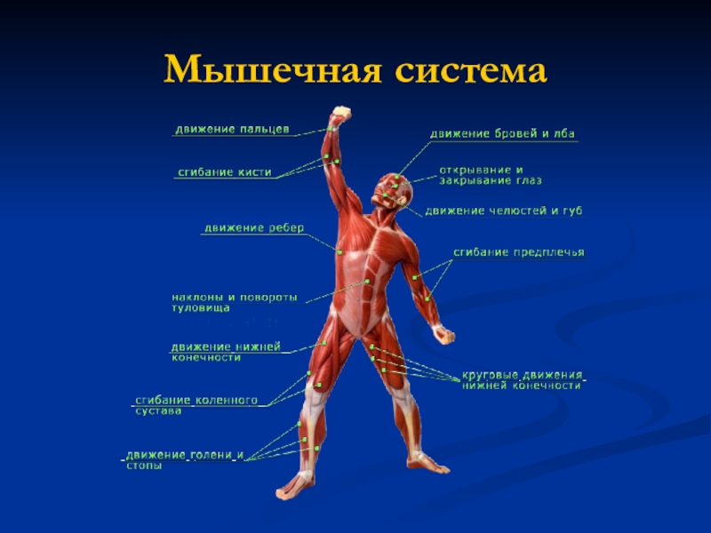 8 класс биология презентация на тему общий обзор организма