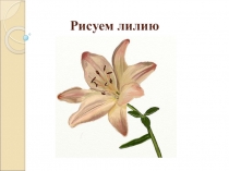 Рисуем лилию