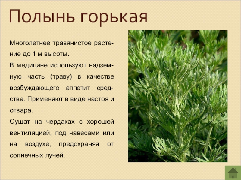 Многолетнее травянистое расте-ние до 1 м высоты. В медицине используют надзем-ную часть (траву) в качестве возбуждающего аппетит