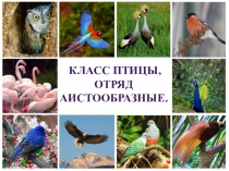 Презентация по биологии на тему Класс Птицы
