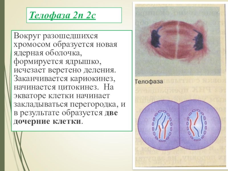Деление тетраплоидной клетки