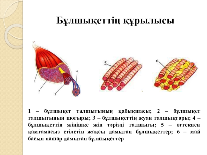 Бұлшық ет презентация