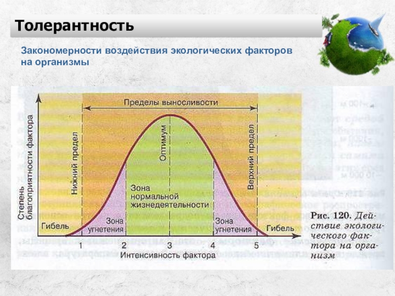 Закономерности действия факторов среды на организмы презентация