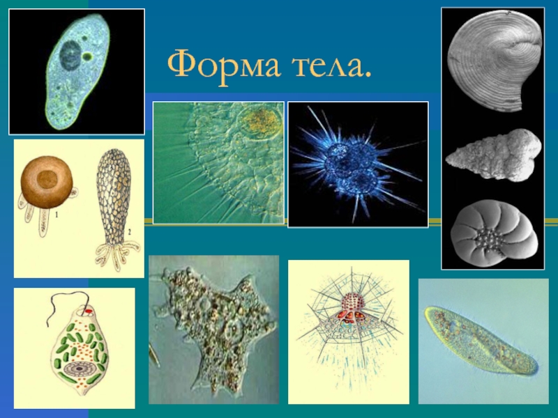 Картинка одноклеточные организмы