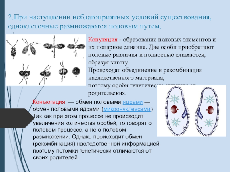 Проявление какого жизненного свойства у одноклеточных организмов иллюстрирует данный рисунок