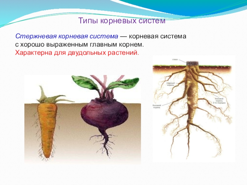 Для главного корня характерно. Тип корневой системы у двудольных растений. Стержневая корневая система у двудольных. Стержневая система. Стержневой корень.