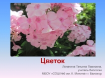 Презентация по биологии на тему Цветок (6 класс)