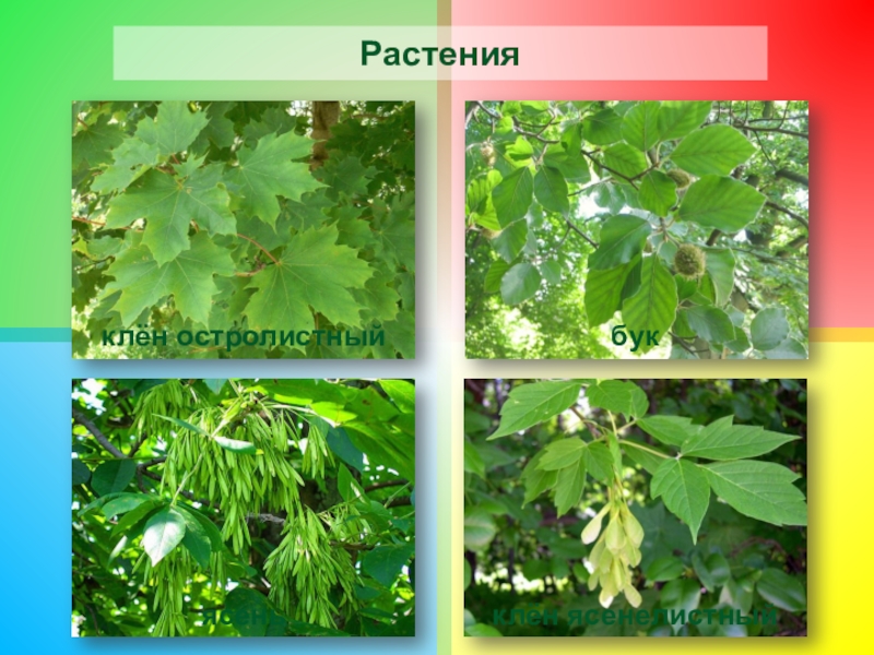 Широколиственный лес листики