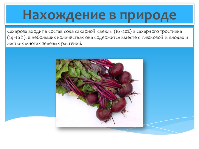 Сколько свекла. Нахождение в природе сахарозы. Нахождение в природе сахара. Сахароза нахождение. Состав сахарной свеклы.