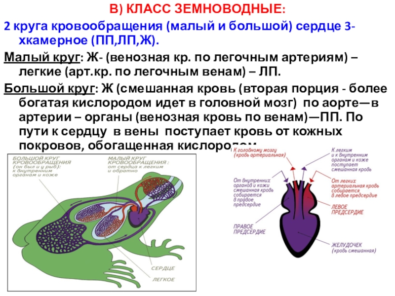 Установите соответствие между особенностями строения кровеносной системы животных и рисунками