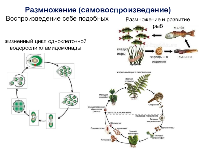 В чем заключается размножение в жизни растения. Размножение свойство организмов. Жизненный цикл одноклеточных водорослей. Размножение самовоспроизведение. Размножение свойство живых организмов.