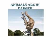 Презентация по английскому языку на тему Animals are in danger