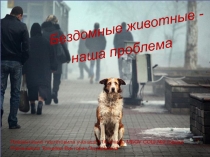 Презентация по биологии по теме  Экологическая проблема-бездомные животные