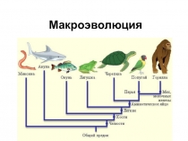 Кто от кого произошел биология схема животные