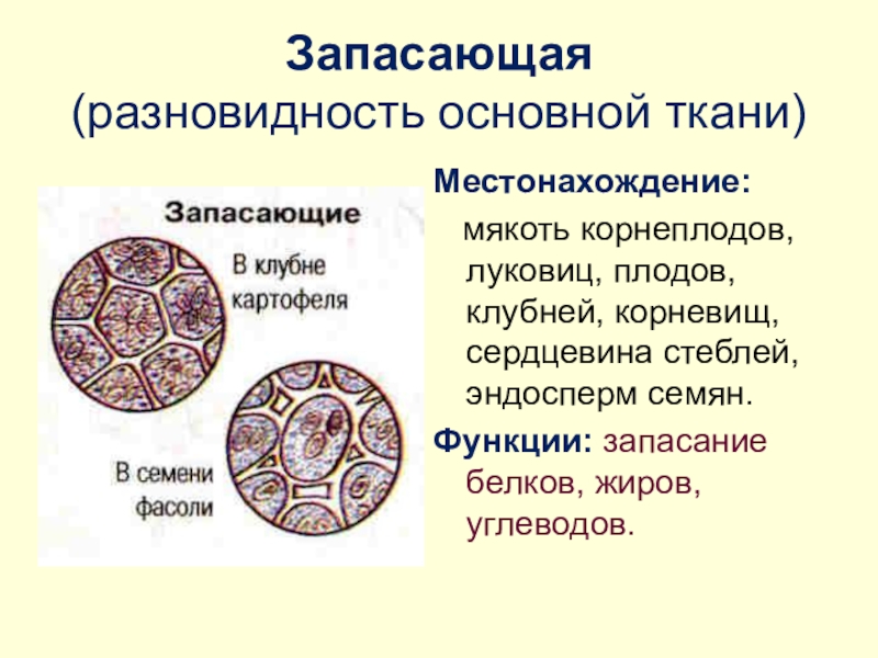 Основная ткань 6 класс. Запасающая ткань строение и функции. Биология 6 класс запасющаяткань. Запасающая ткань строение и функции таблица. Запасающие ткани растений строение и функции.