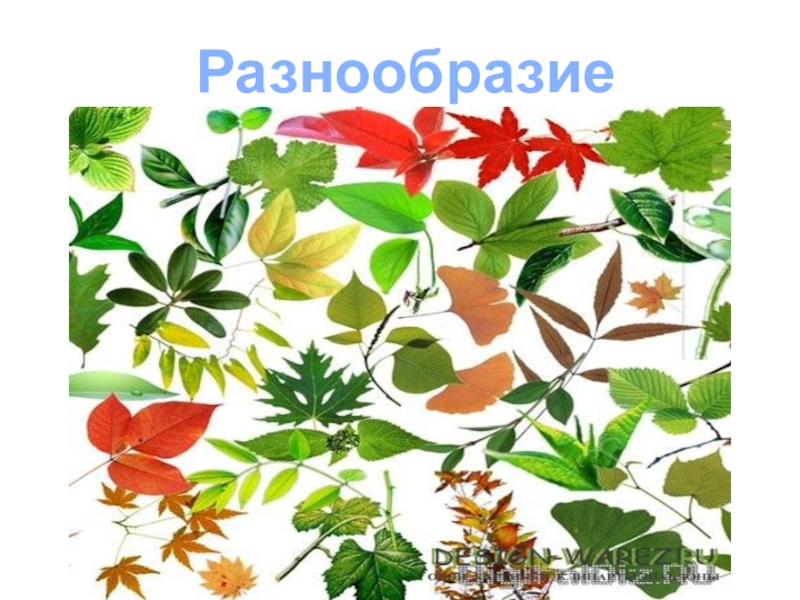 Рисунок разнообразие листьев. Разнообразие листьев. Разнообразие листьев в природе. Разнообразие листов. Разнообразие форм листьев.