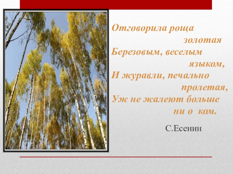 Песня отговорила роща. Отговорила роща Золотая берёзовым весёлым языком и Журавли. Отговорила роща Золотая березовым веселым языком. Отговорила роща Золотая текст. Романс Отговорила роща Золотая.