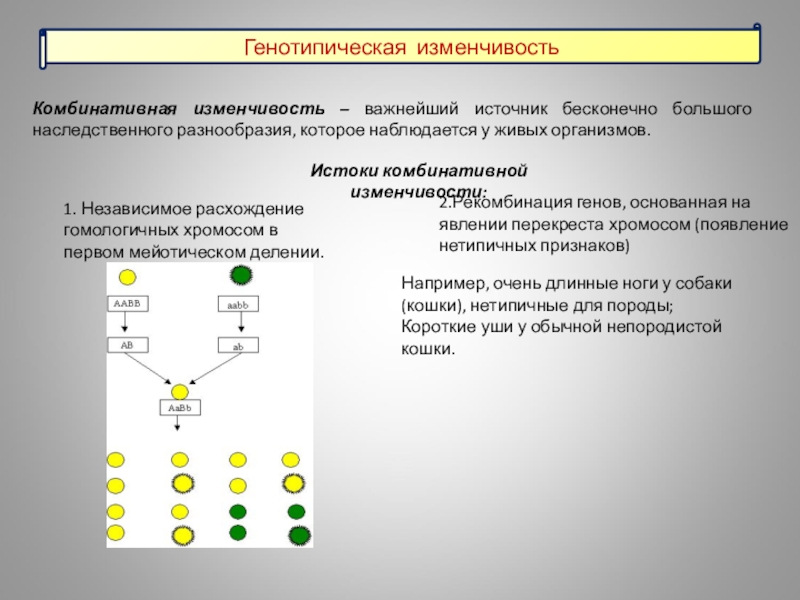 Презентация 9 класс биология комбинативная изменчивость