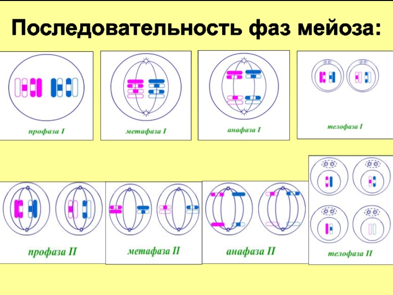 Презентация мейоз 10 класс биология