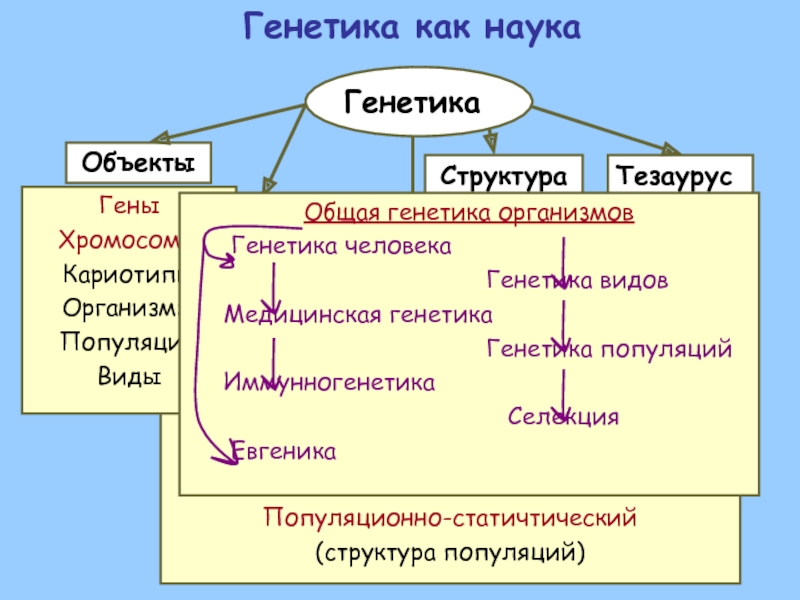 Реферат: Генетика, селекция, евгеника