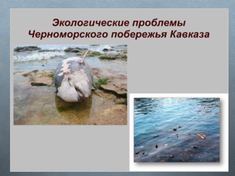 Экологические проблемы черного моря. Экологические проблемы Черноморского побережья 4 класс. Экологические проблемы субтропиков у черного моря. Экологические проблемы Черноморского побережья Кавказа. Экологические проблемы побережья черного моря.