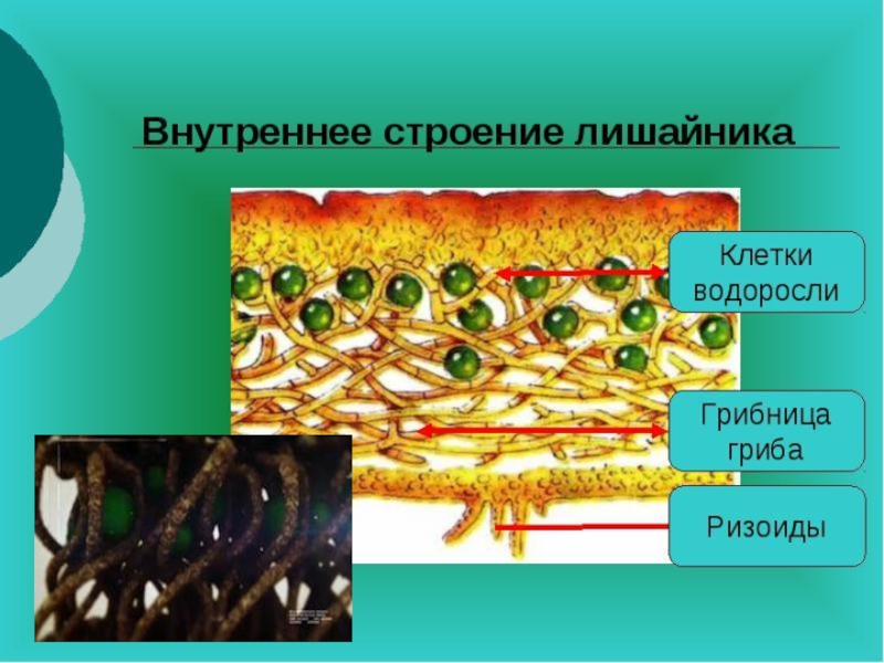 Лишайники функции гриба и водоросли. Грибница лишайника. Модель внутреннего строения лишайника 5 класс. Макет внутреннее строение лишайника 5 класс биология. Ризоиды лишайника.