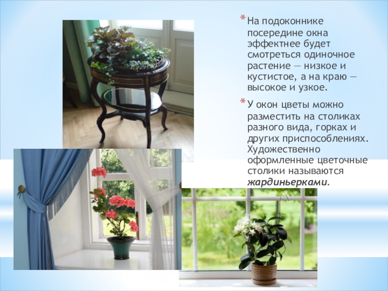 На подоконнике посередине окна эффектнее будет смотреться одиночное растение — низкое и кустистое, а на краю —